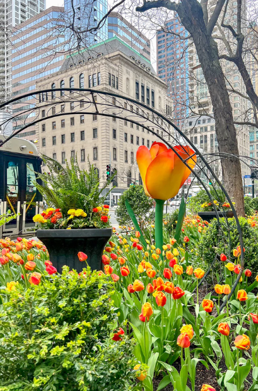 View of The Magnificent Mile, Chicago's renowned shopping district along Michigan Avenue, featuring a variety of stores, dining options, and iconic landmarks. Dining dinner food affordable option on the magnificent mile chicago themagmile the mag mile