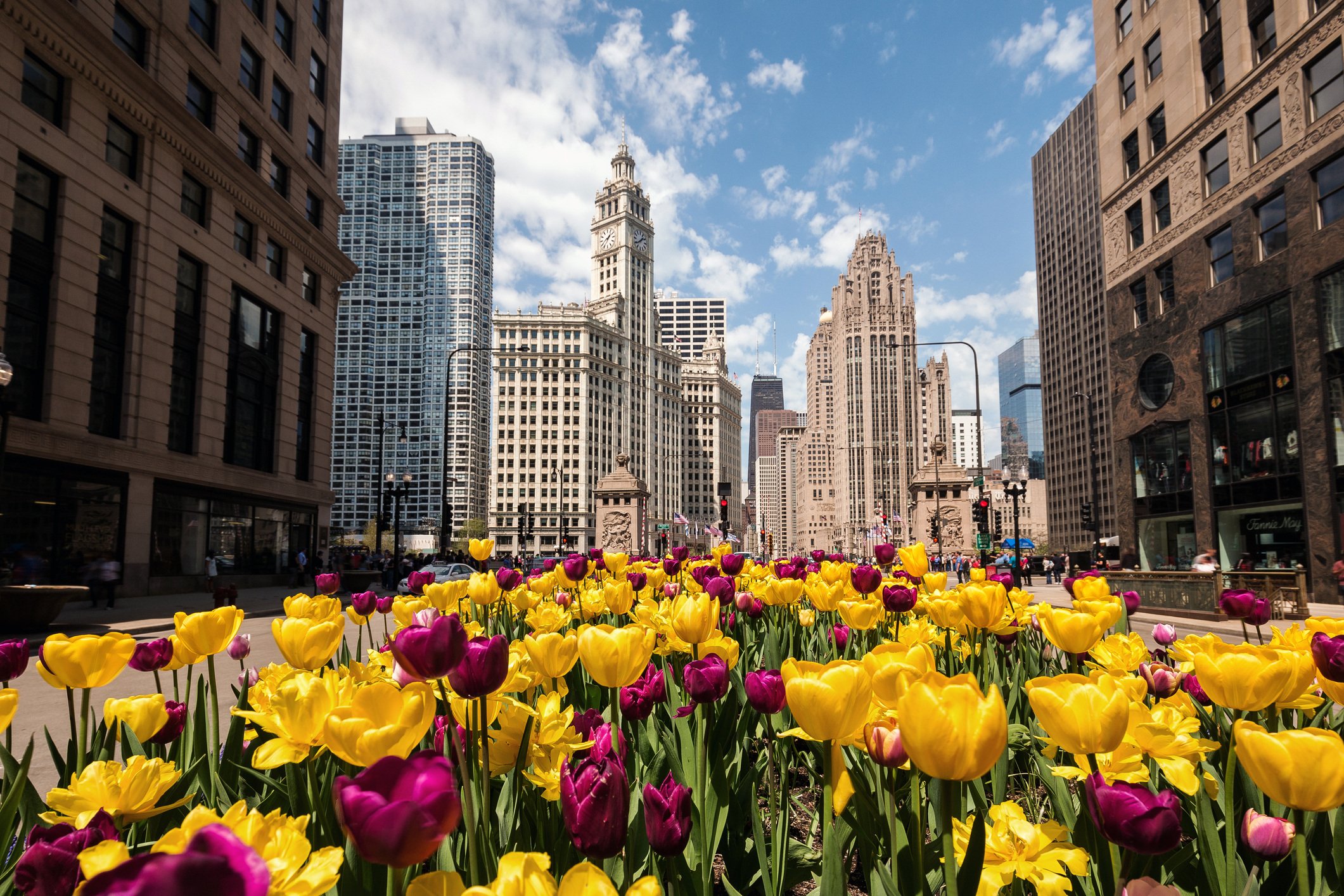 Tulips on Michigan Ave